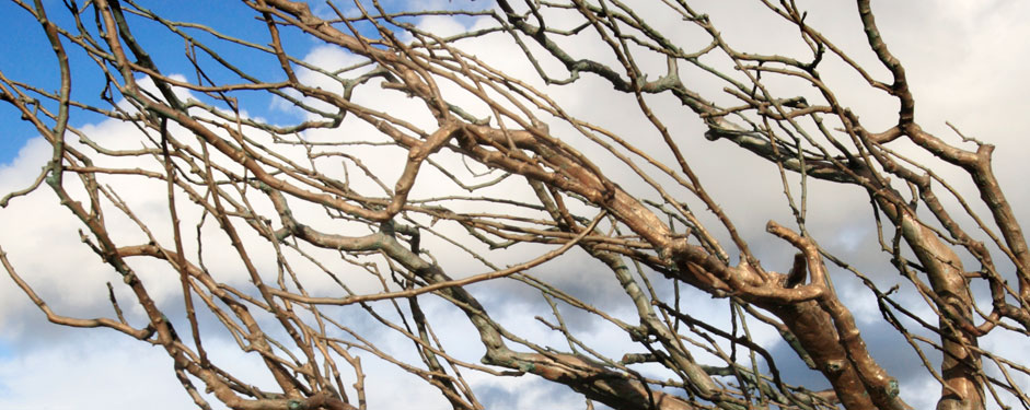 photo of bronze tree