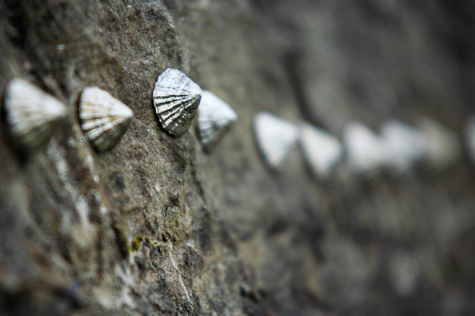 photo of sliver limpets stuck to a wall